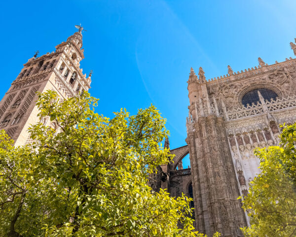 Seville Cathedral and the Giralda tower photographed from below with leafy orange trees in the foreground and a deep blue sky above. The Gothic stonework and tower details make the exterior one of the best things to do in Seville for free.