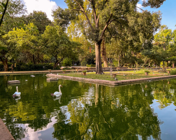 Green pond in Parque de Maria Luisa with two white swans swimming near a small island covered in trees. Visiting the gardens and ponds is one of the best things to do in Seville for free.